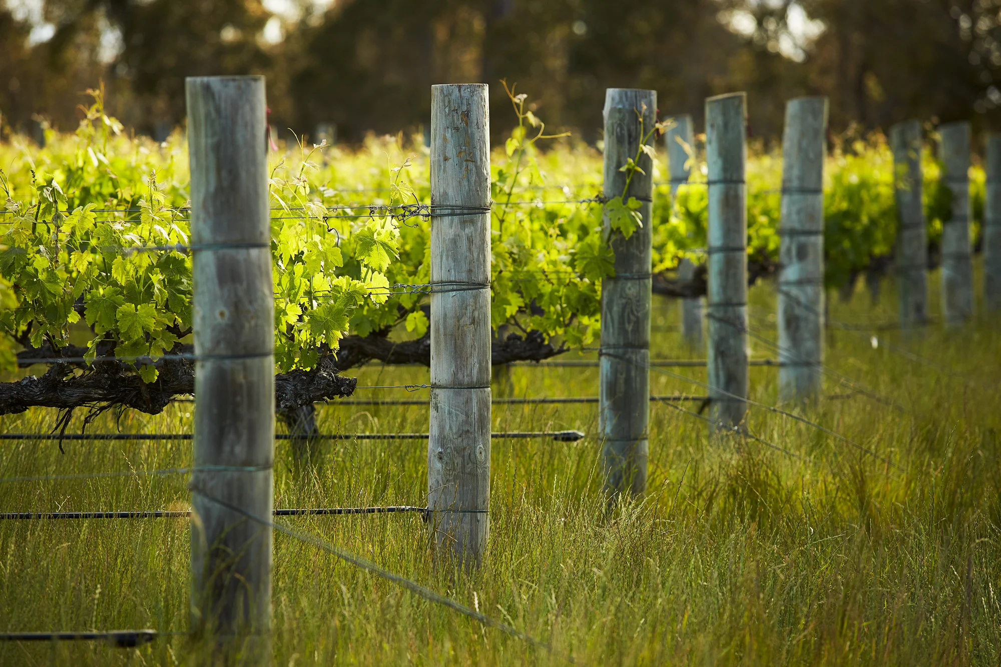 MYDRIVER-Margaret-River-Passel-Estate.jpg