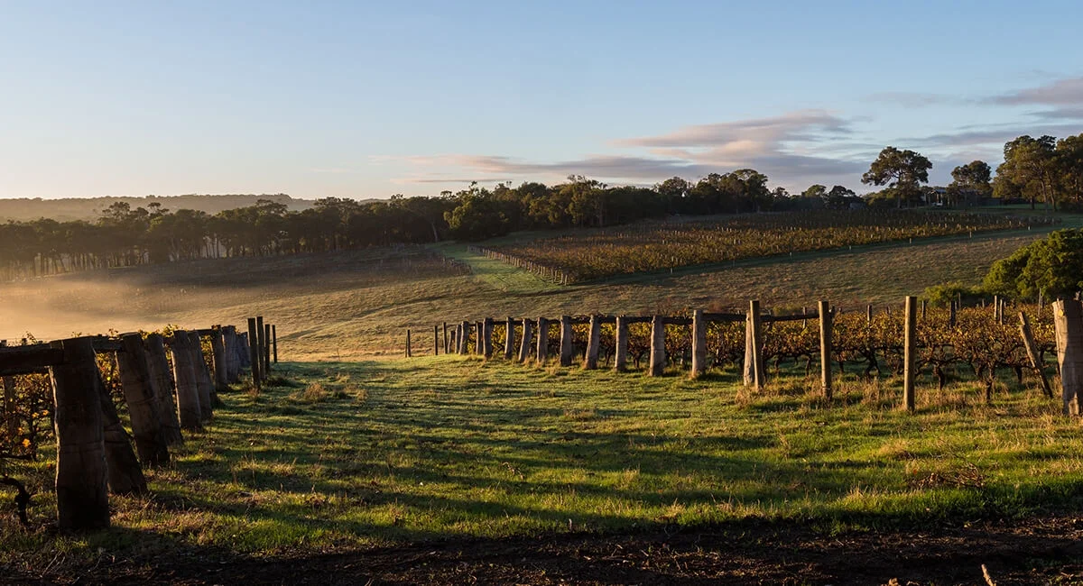 The Margaret River region offers an enticing mosaic of pristine natural wonders, premium wineries, relaxed microbreweries, world-class restaurants, spectacular beaches, towering forests, inspirational artisans and an awe-inspiring vineyard landscape.