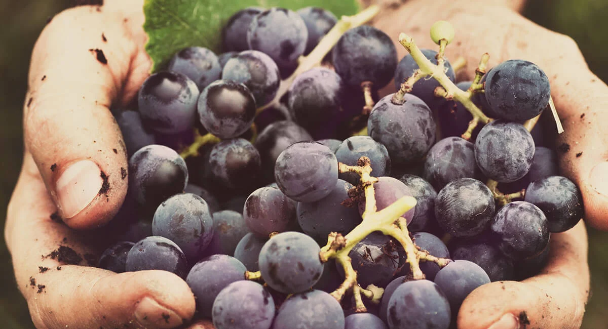 Most wineries hand-pick their grapes designated to their flagship wine. Many consider the process gentler on valuable vines and grapes and believe only a trained eye can ensure collection of the best fruit.
