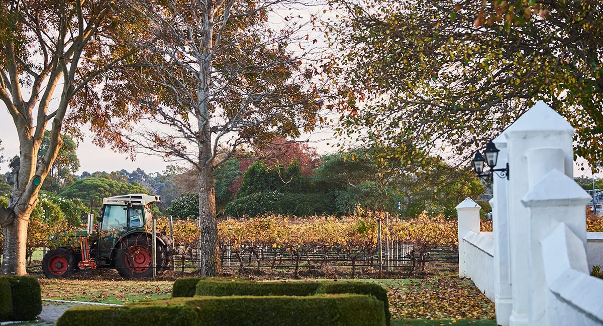 A typical Cape Dutch manor is a dominant feature of Voyager Estate’s formal gardens that are surrounded by a beautiful vineyard tapestry. (Photo by Rebecca Mansell)