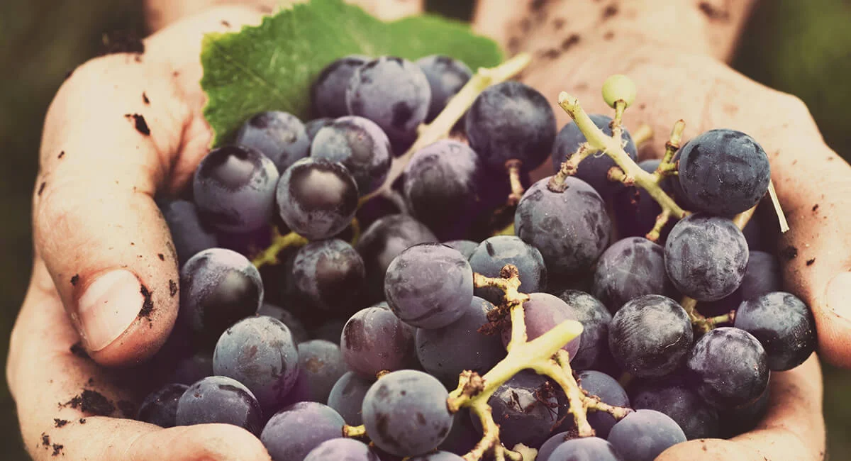 Most wineries hand-pick their grapes designated to their flagship wine. Many consider the process gentler on valuable vines and grapes.