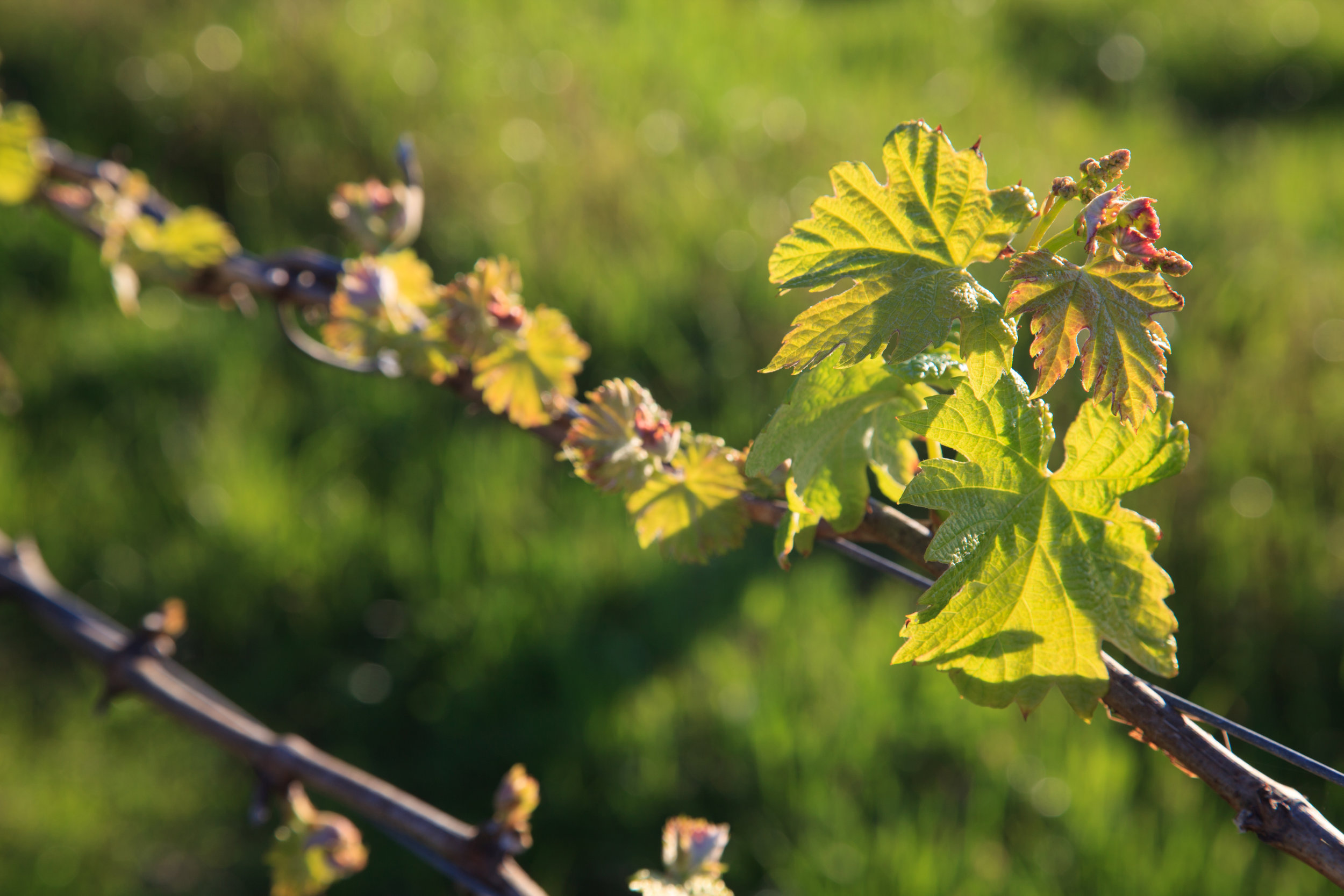  Spring bud burst! 