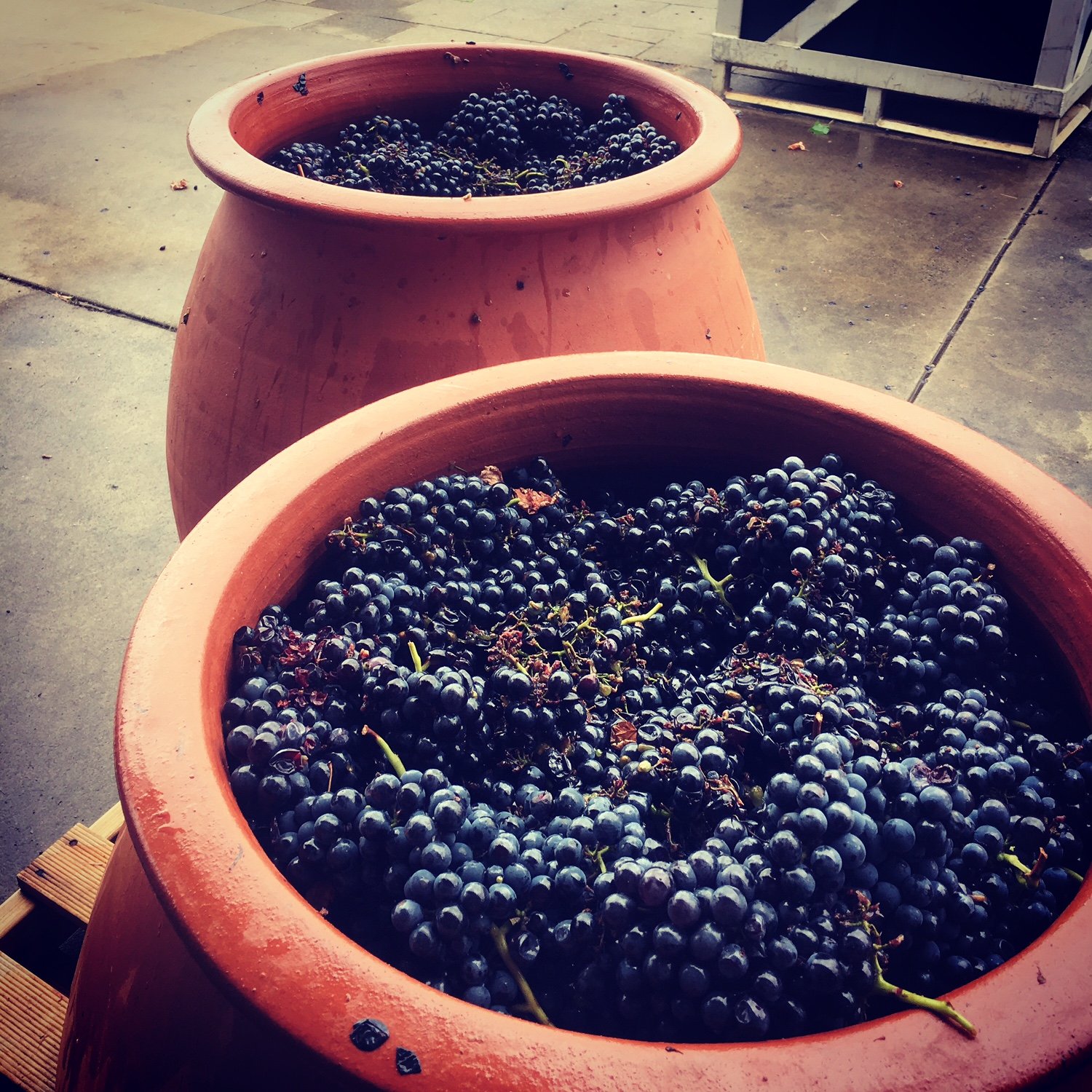There are many great benefits to using clay amphoras in winemaking: natural micro-oxygenation without added flavors/aromas, temperature regulatioN, to name but a few. AMATO VINO