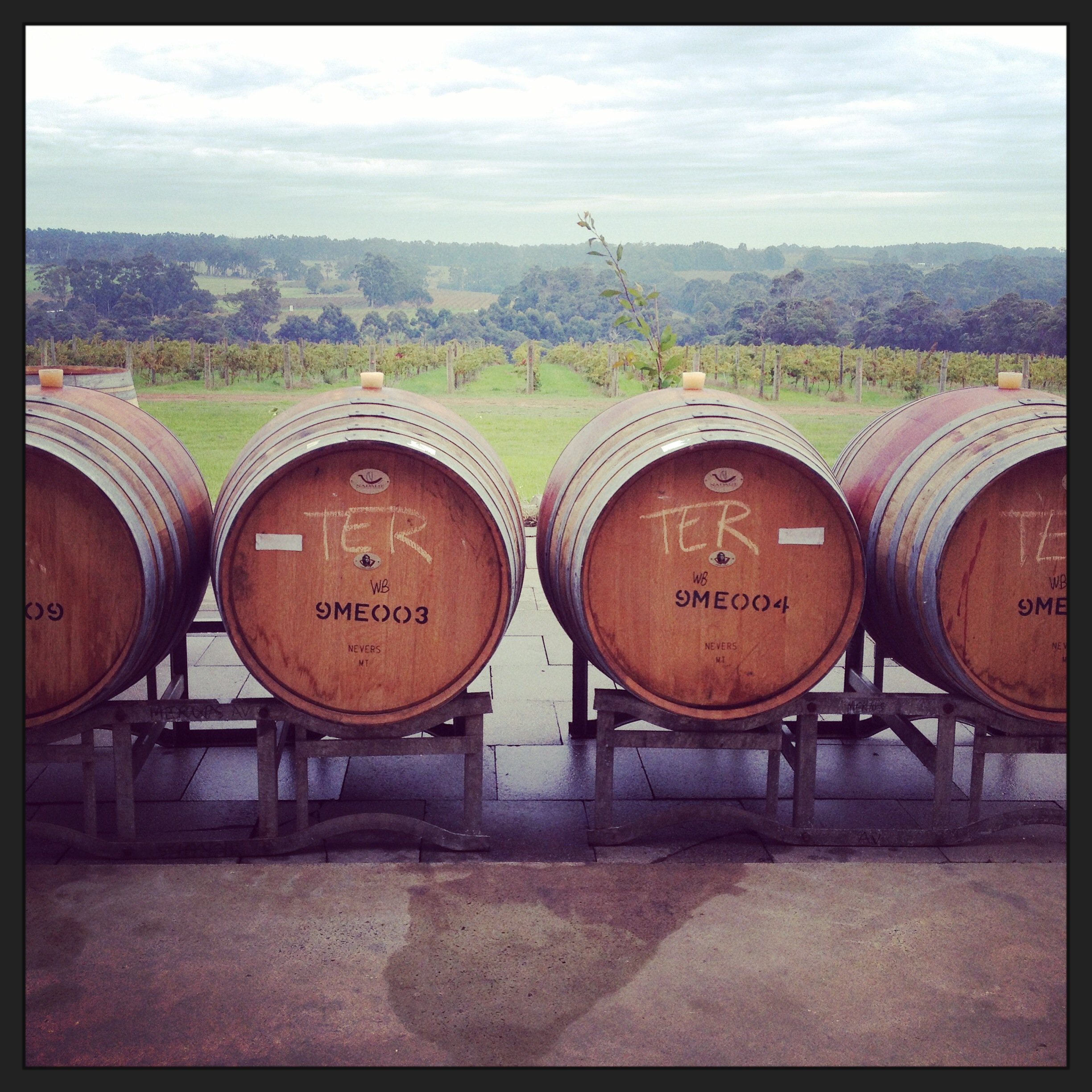 French oak barrels at AMATO VINO with a view looking north