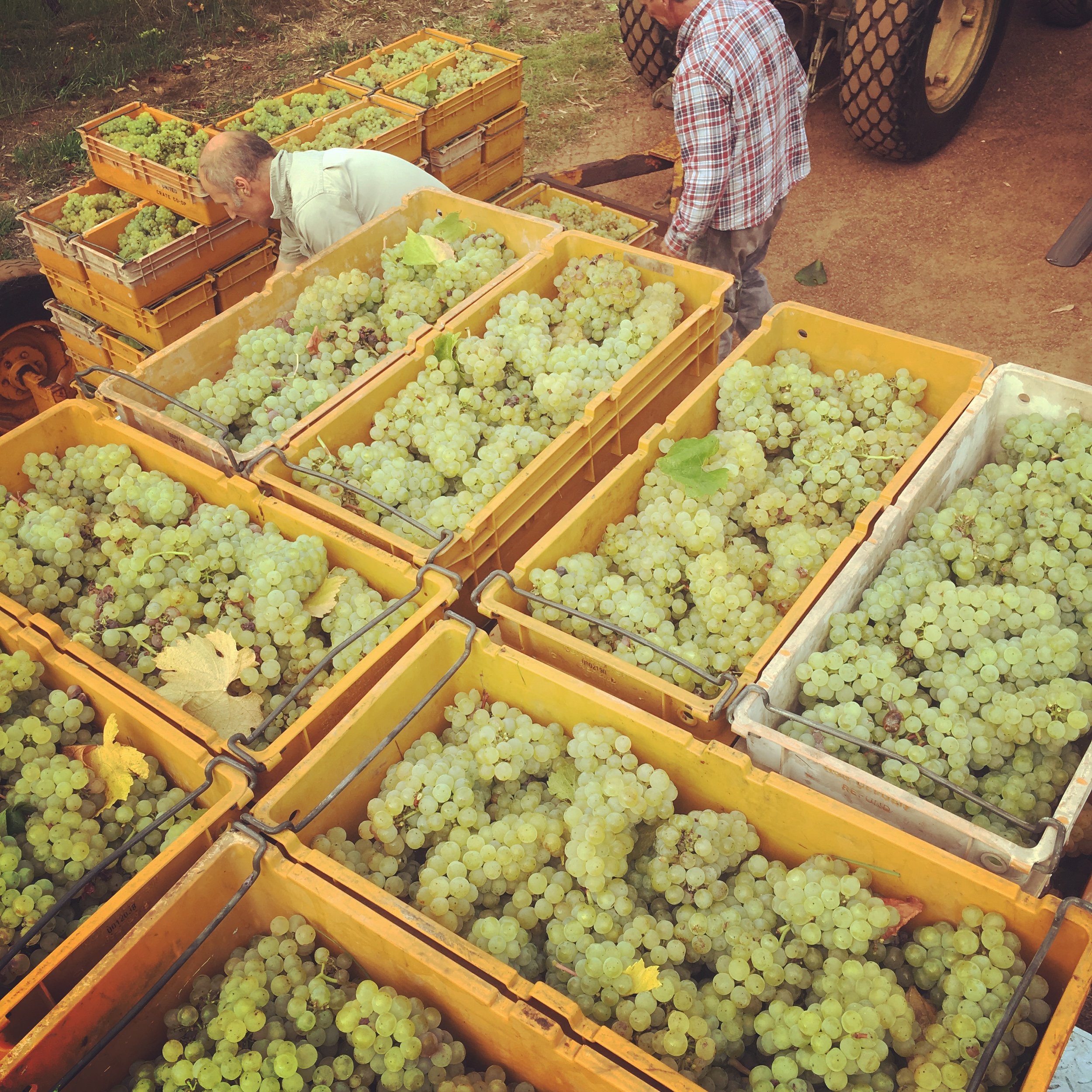 Whole bunch picked chardonnay grapes...