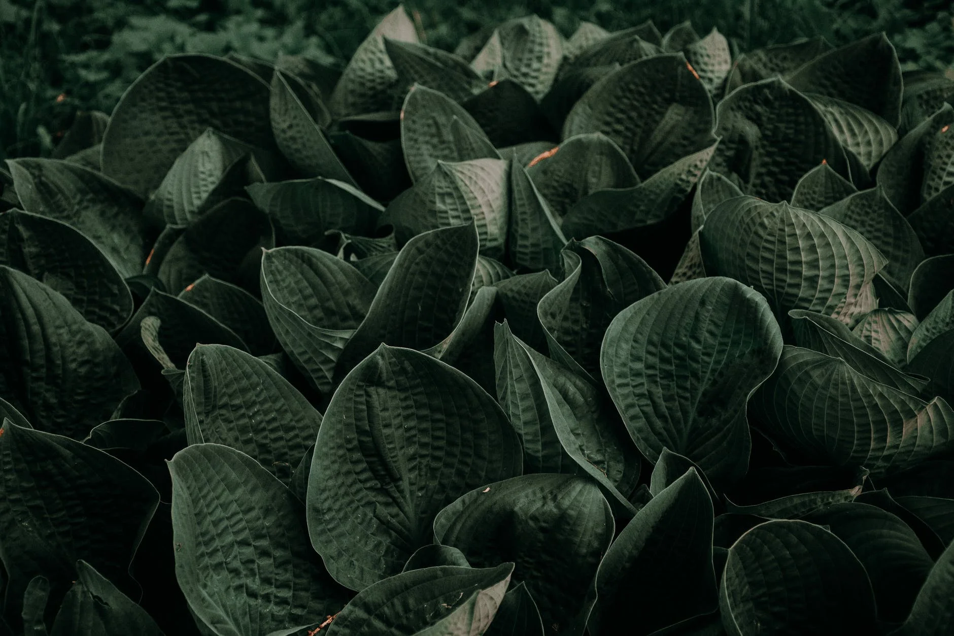 Plants.jpg