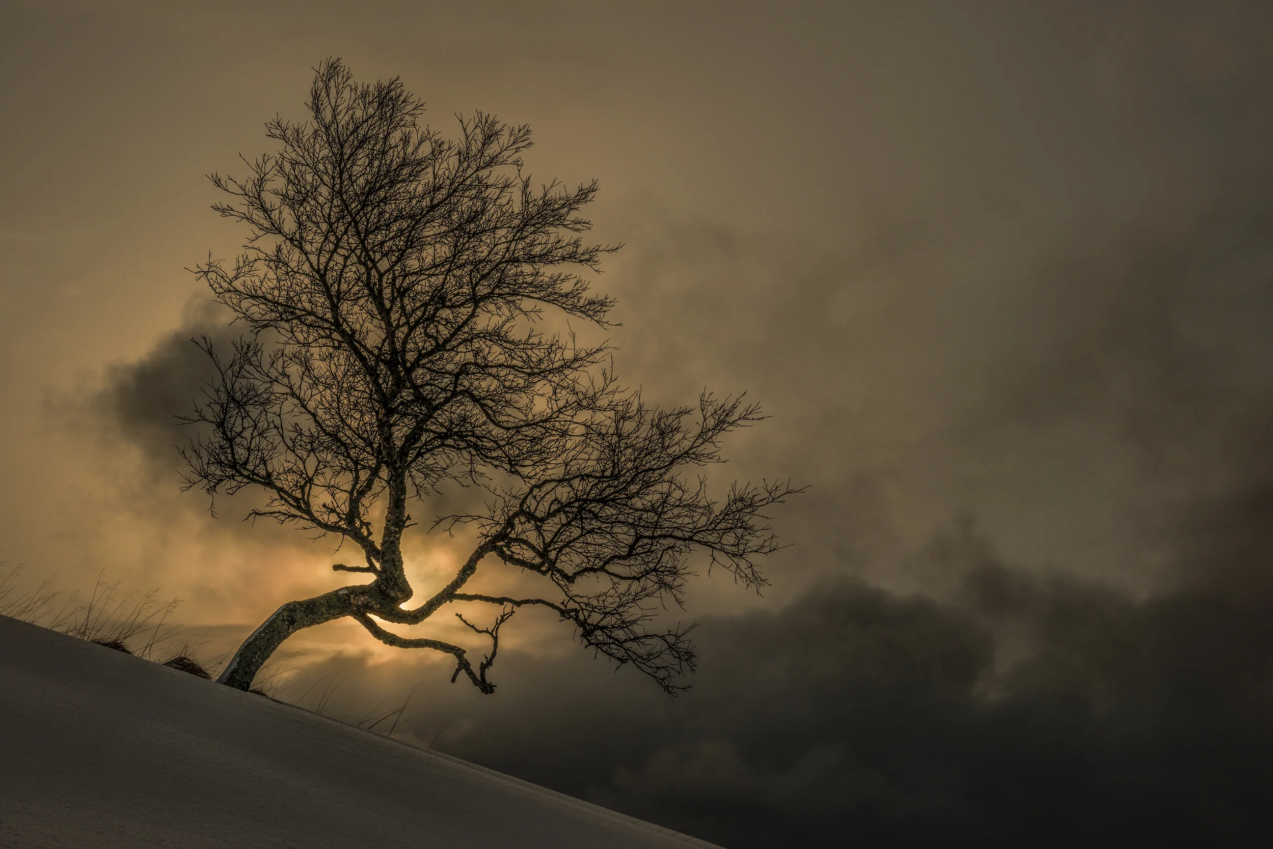 Birch and Last Light