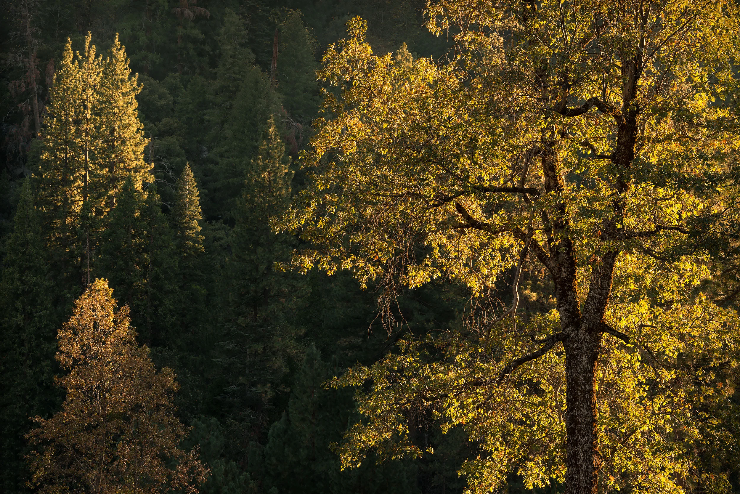 Last Light - Yosemite