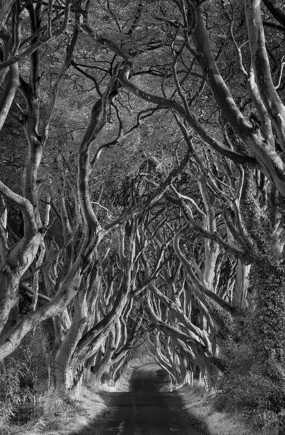 Dark Hedges