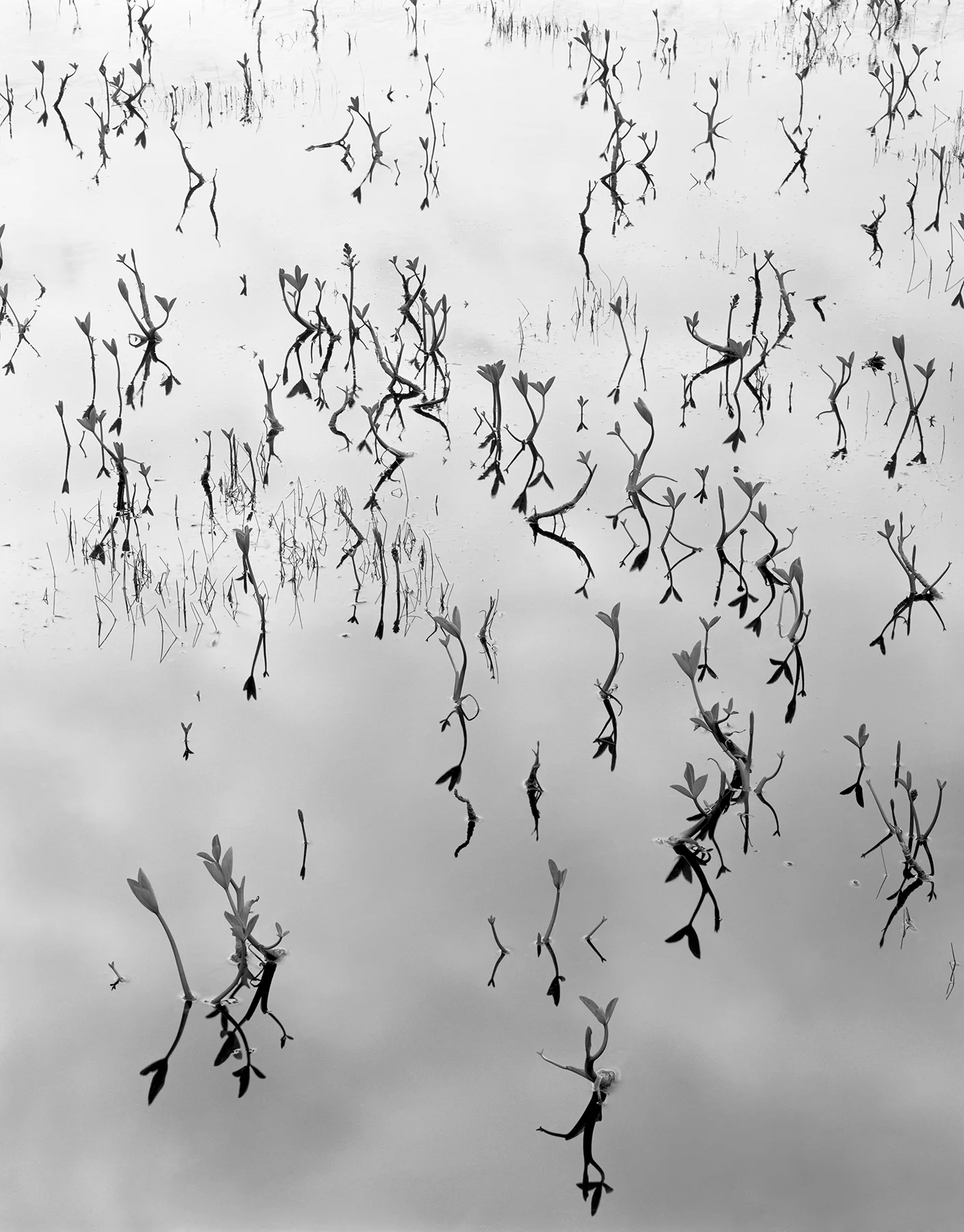 Pond Study