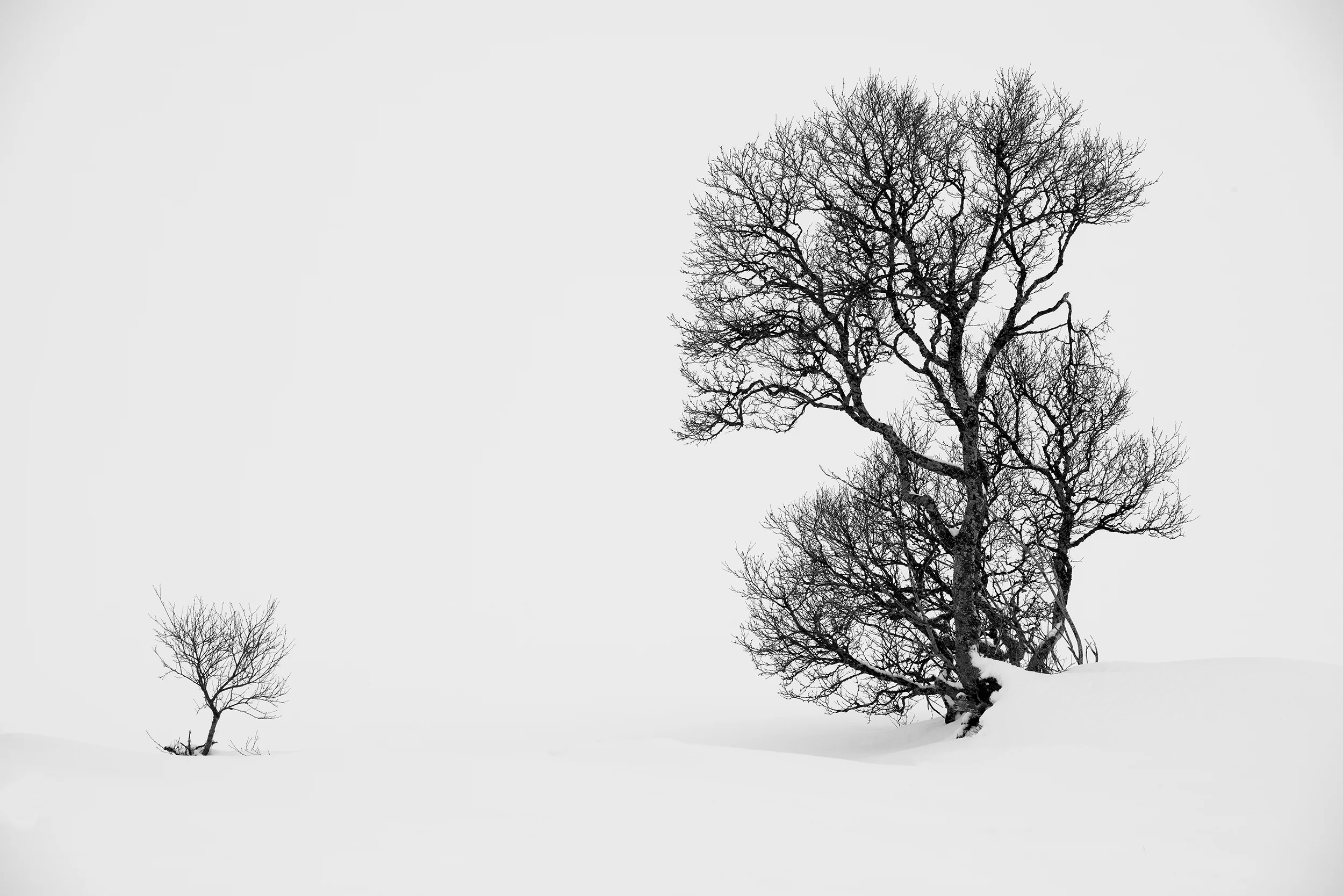 Trees in Snow Study 1