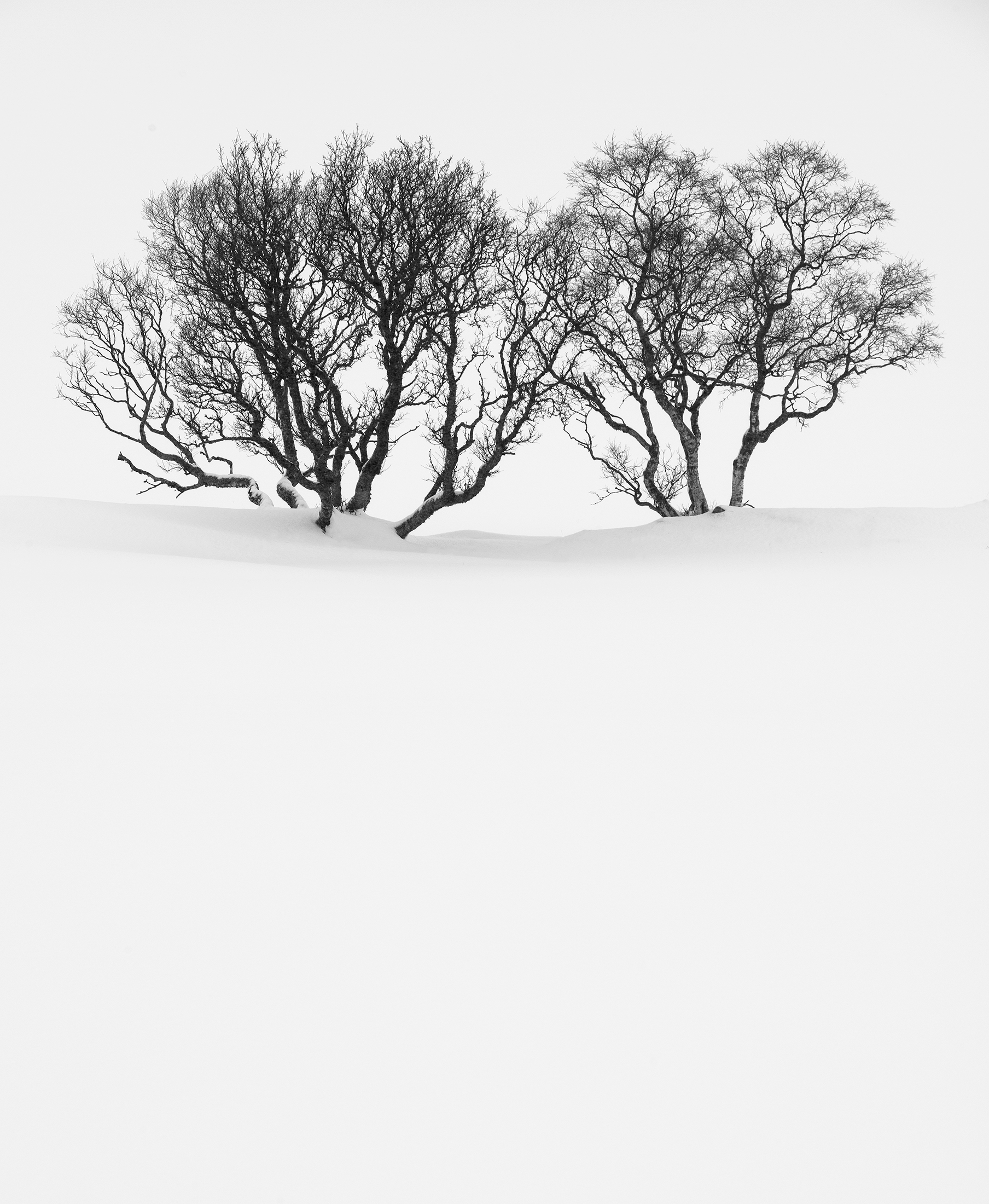 Trees in Snow Study 3