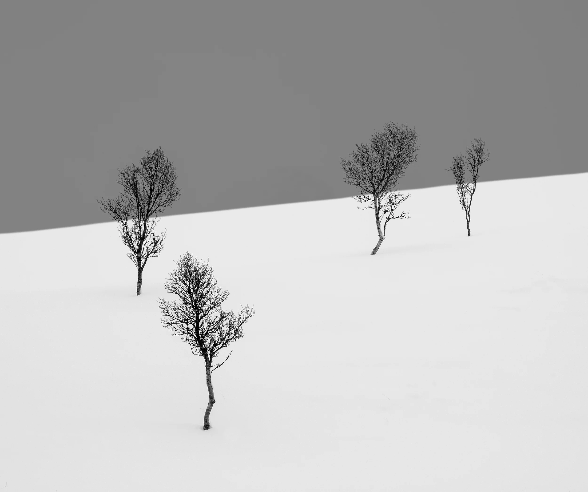 Trees in Snow Study 4