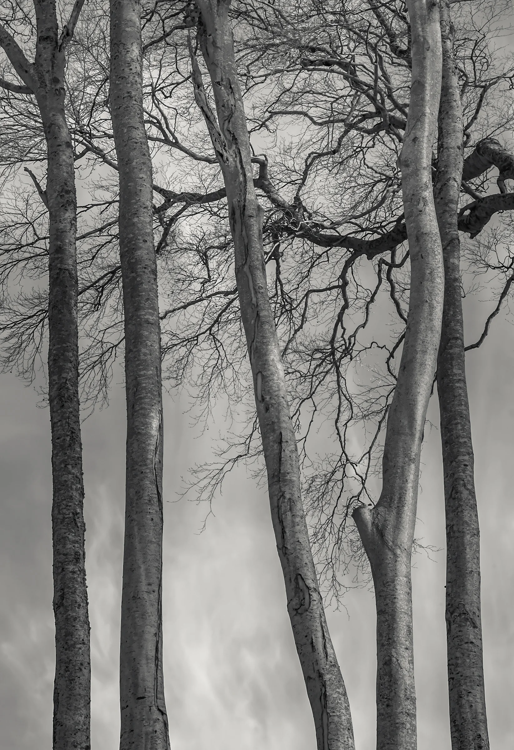 Applecross Beeches Study 2