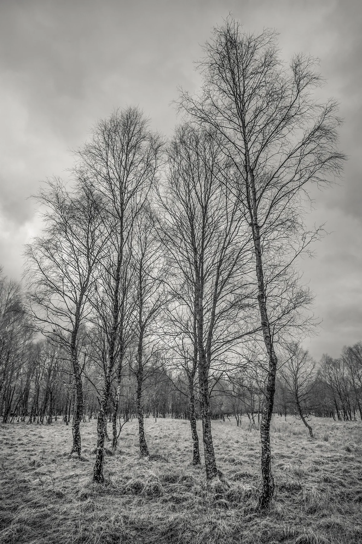 Birch Scrubland
