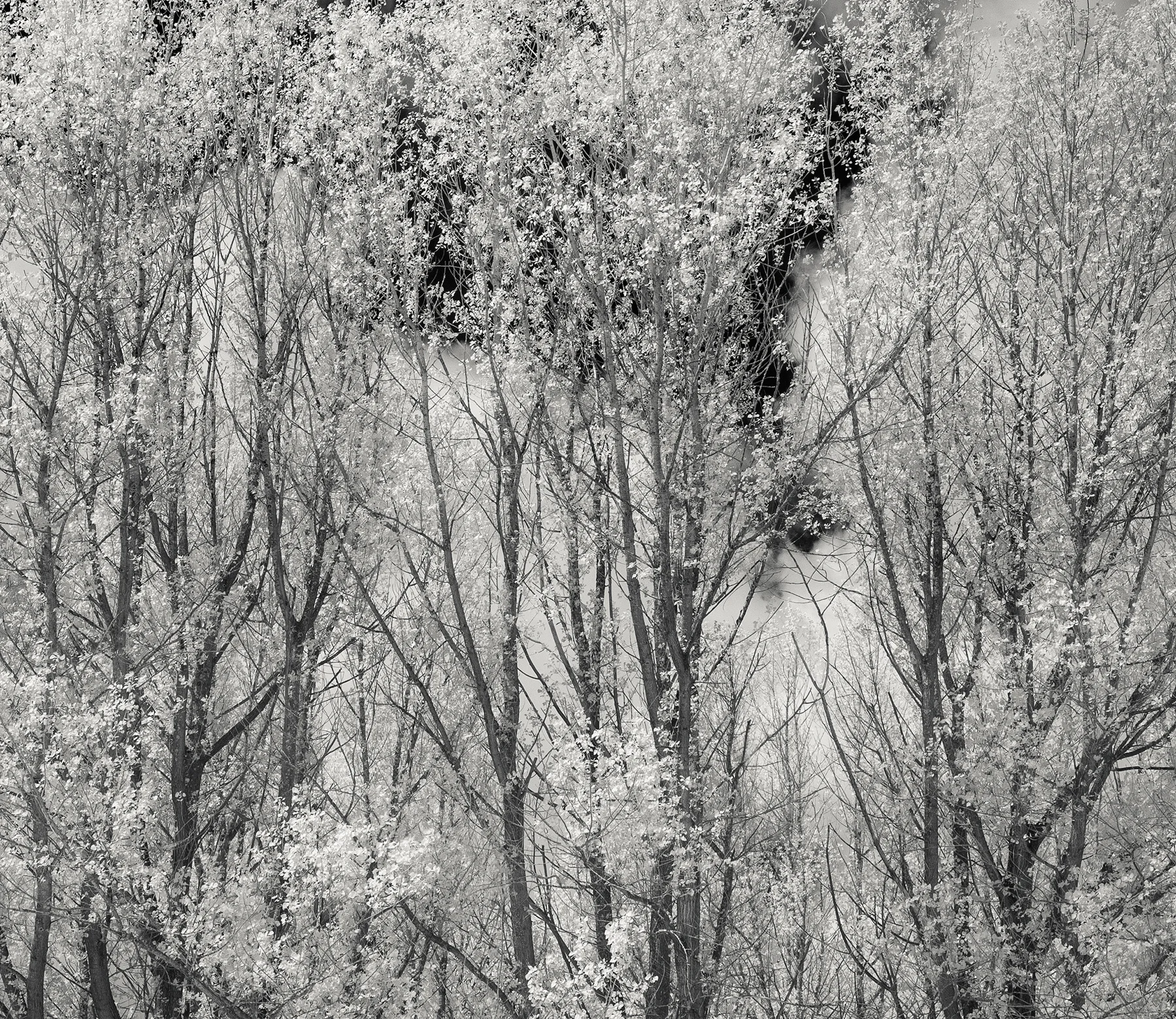 Clouds and Poplars