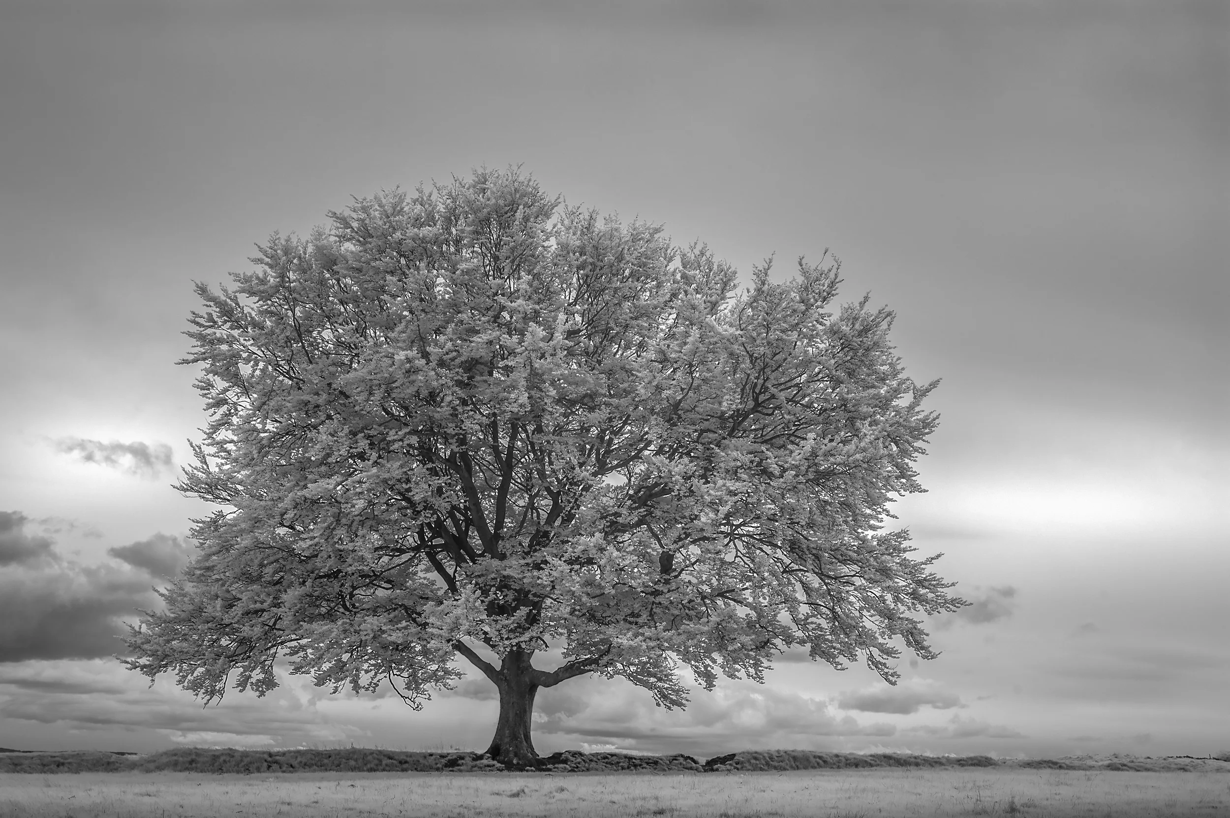 Oak Tree Study
