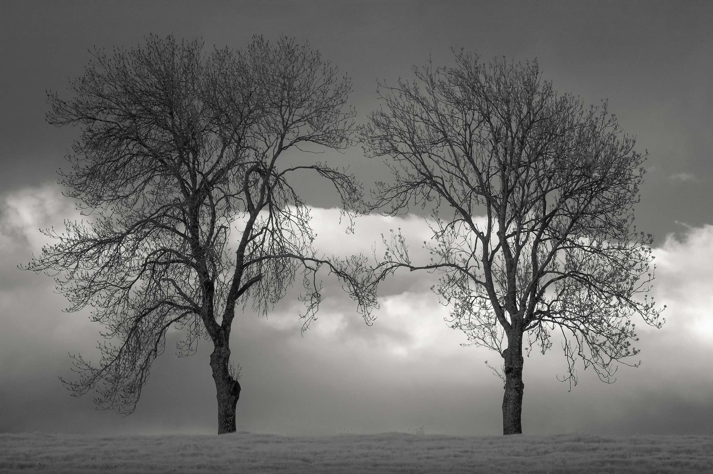 Touching Branches