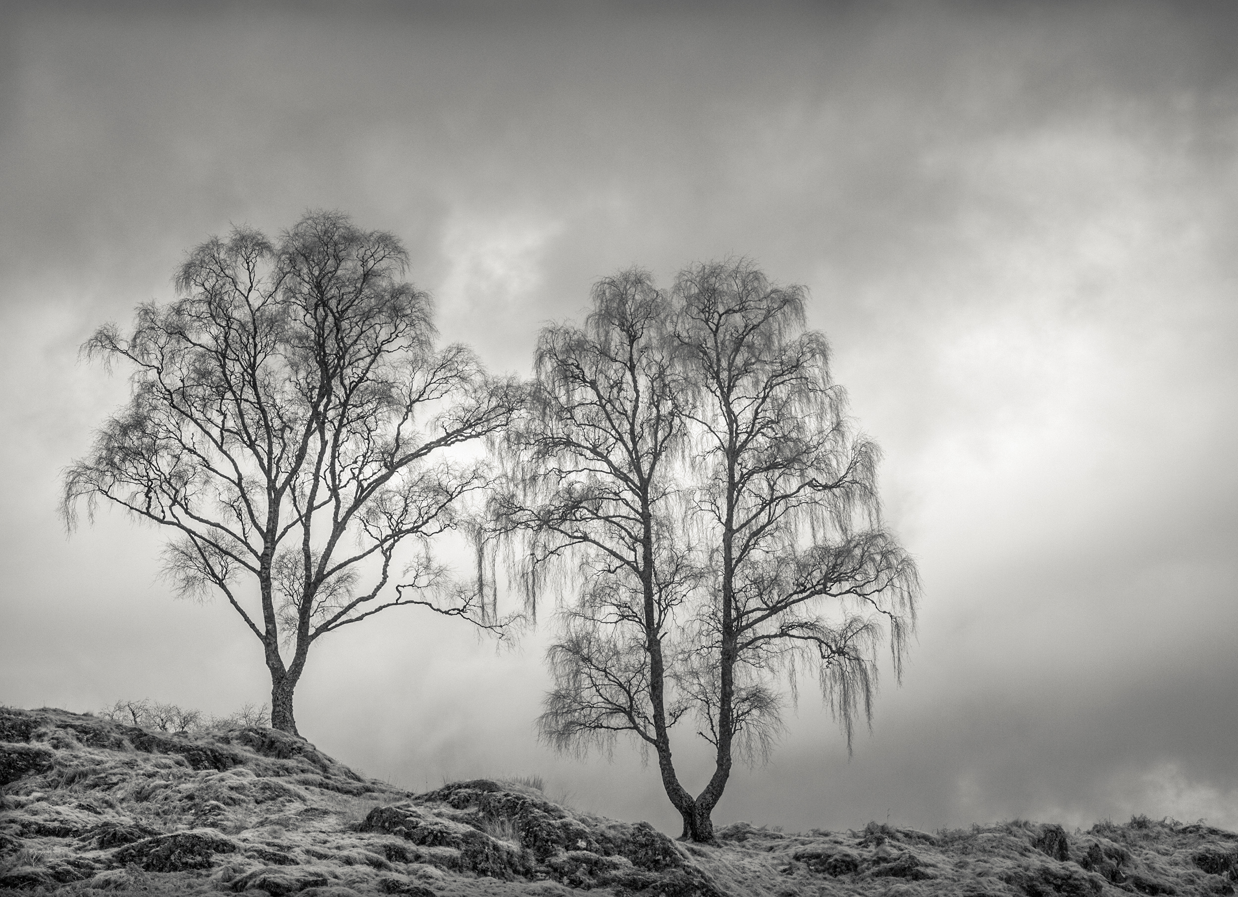 Two Trees
