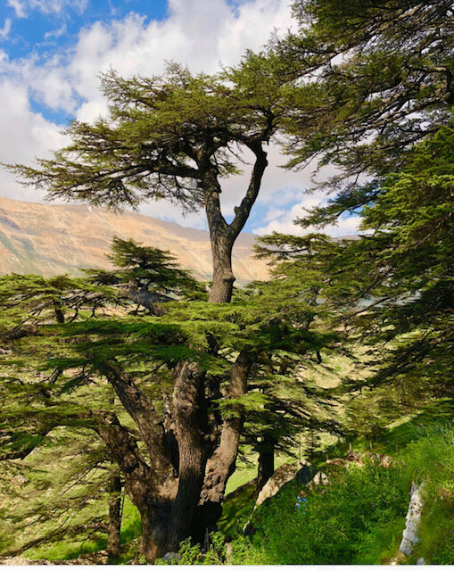 Channelled Message From The Tree Collective - We have a Voice