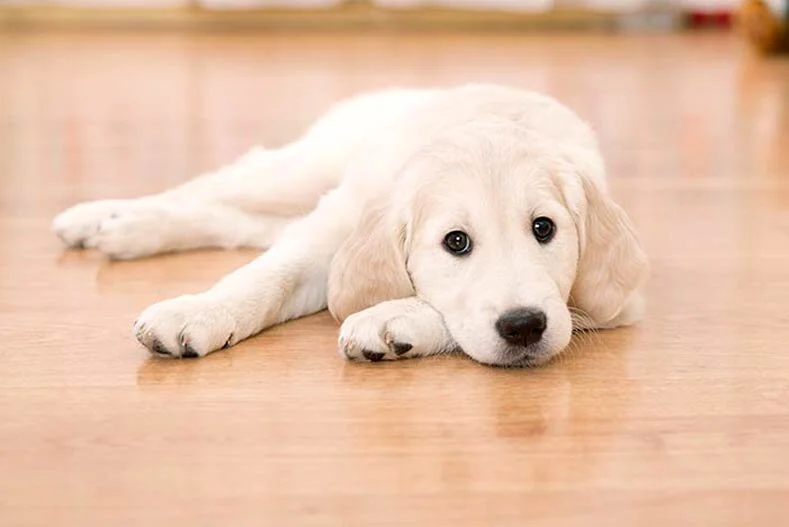 Golden-Retriever-Puppy-Flooring.jpeg