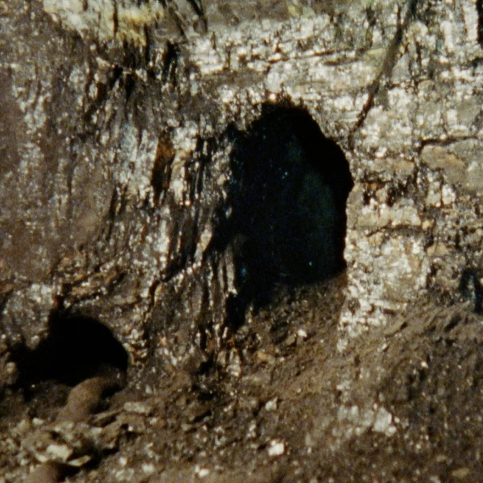 Opening - Senyals - Sadia Pineda Hameed