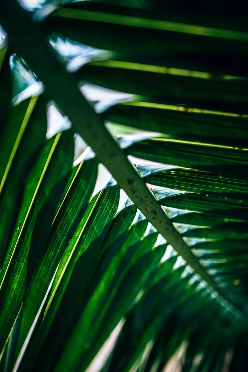 Hosanna. An Easter Song - by Elizabeth Reynolds