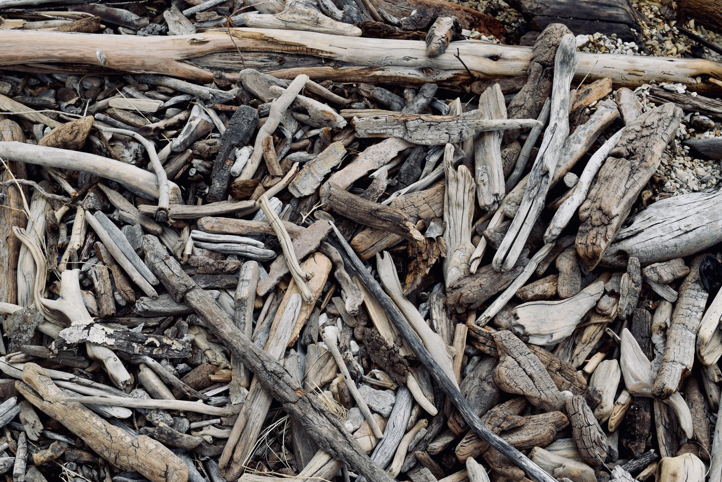 Wood on his back - by Elizabeth Reynolds