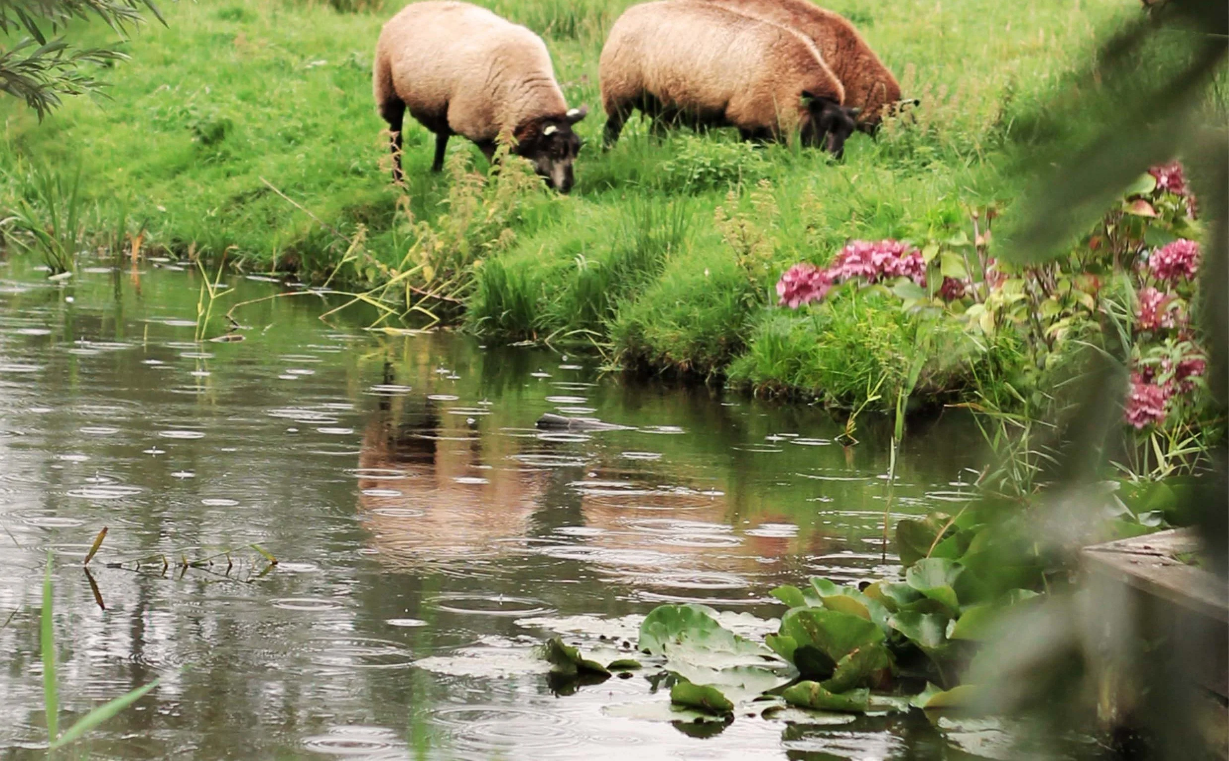 Still Waters - by Elizabeth Reynolds