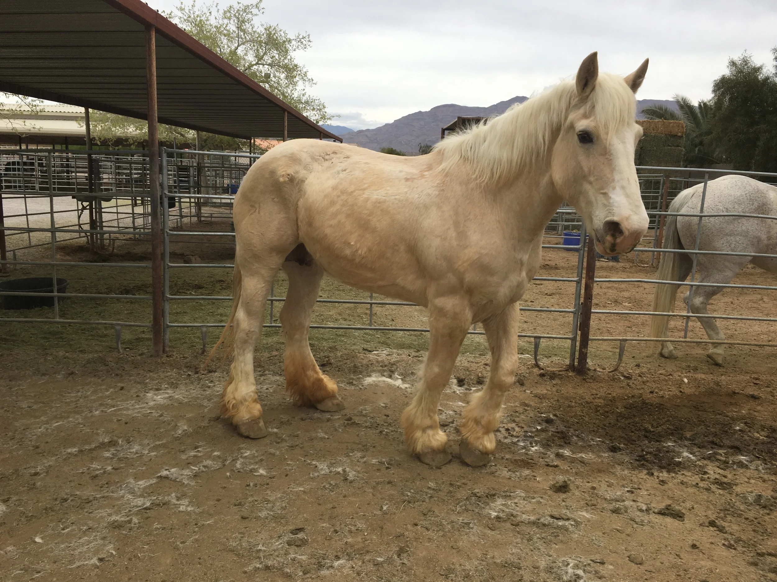 Update: Idaho mare we rescued from a killpen on December 02, 2015
