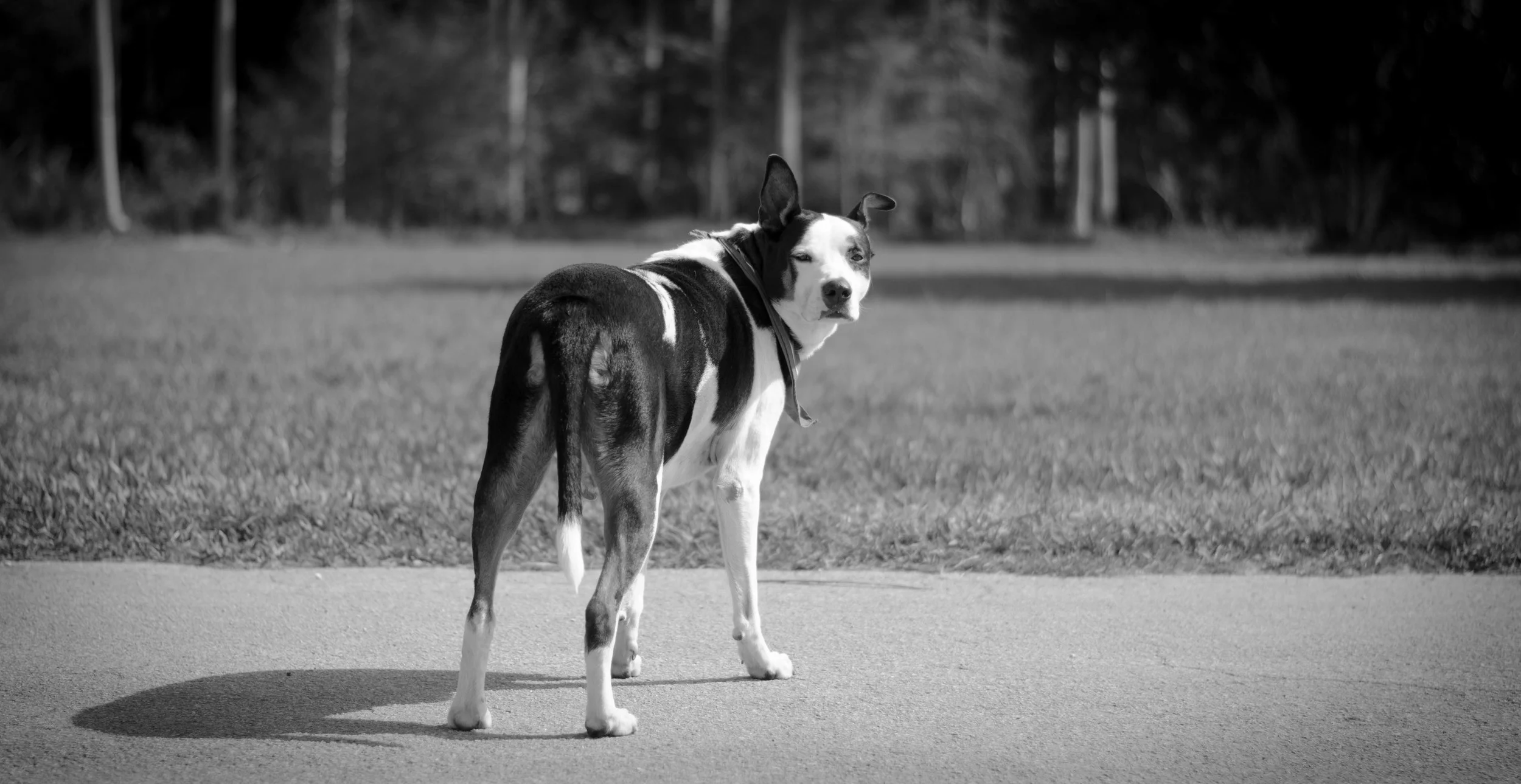 Roscoe-0760.jpg