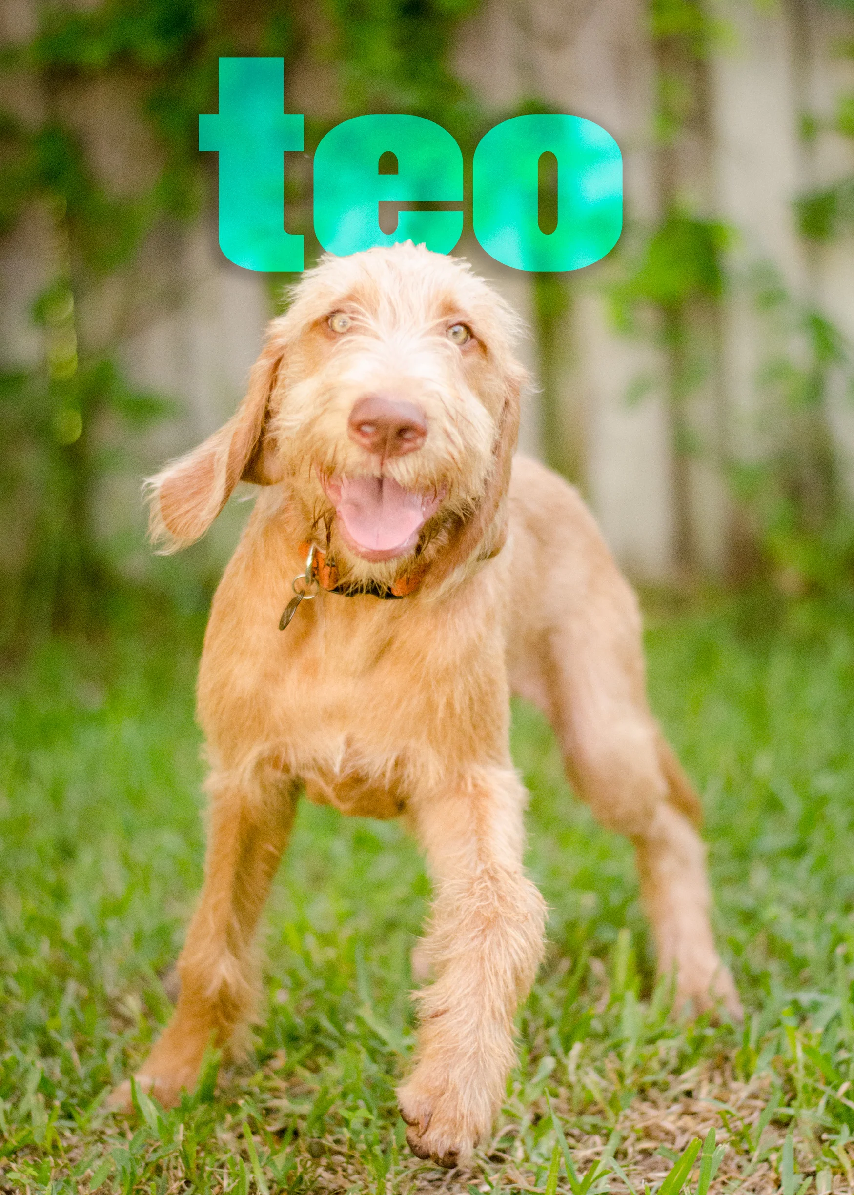 Teo.jpg