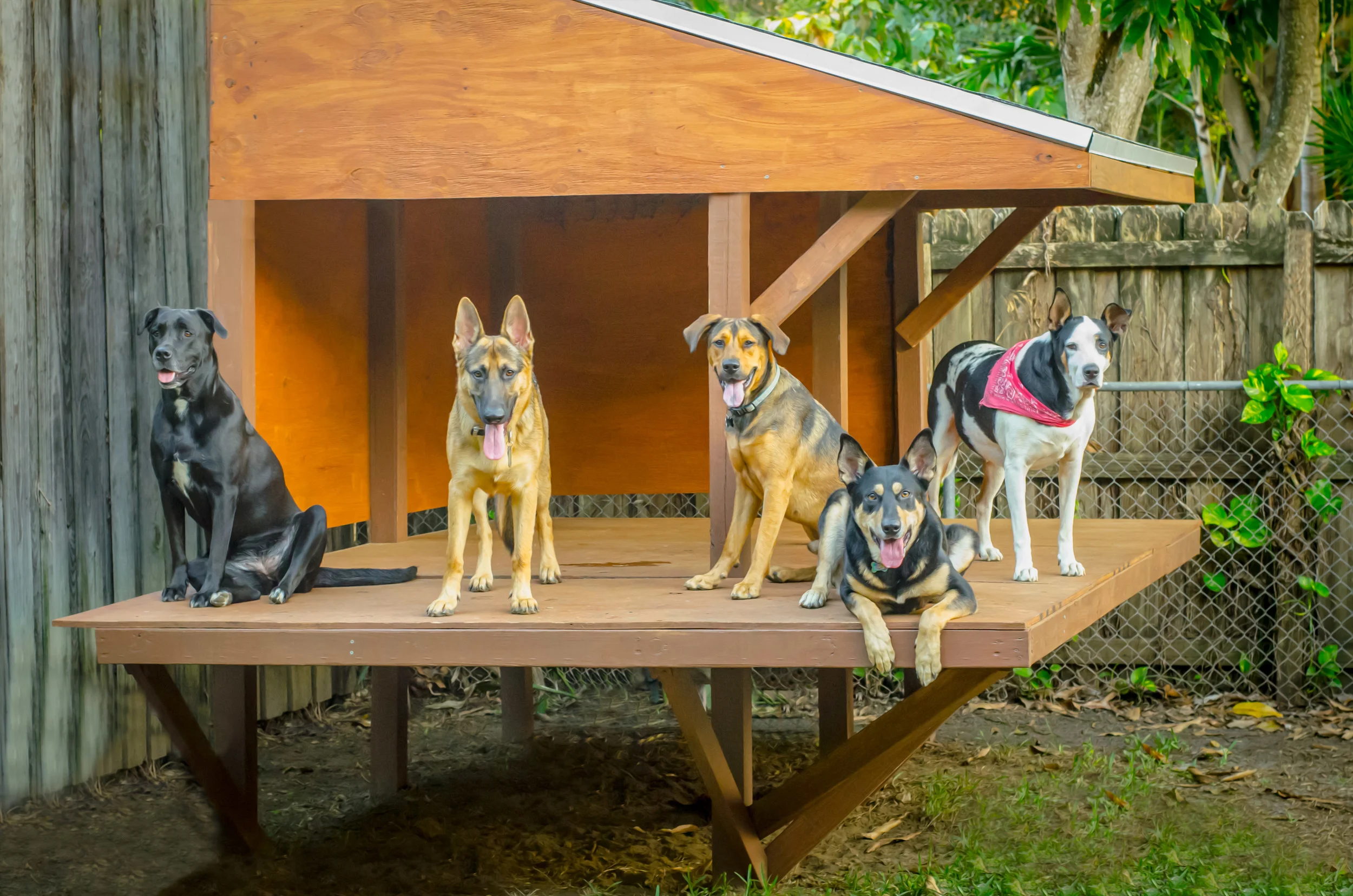 Dojo-Dogs-DSC_5776.jpg