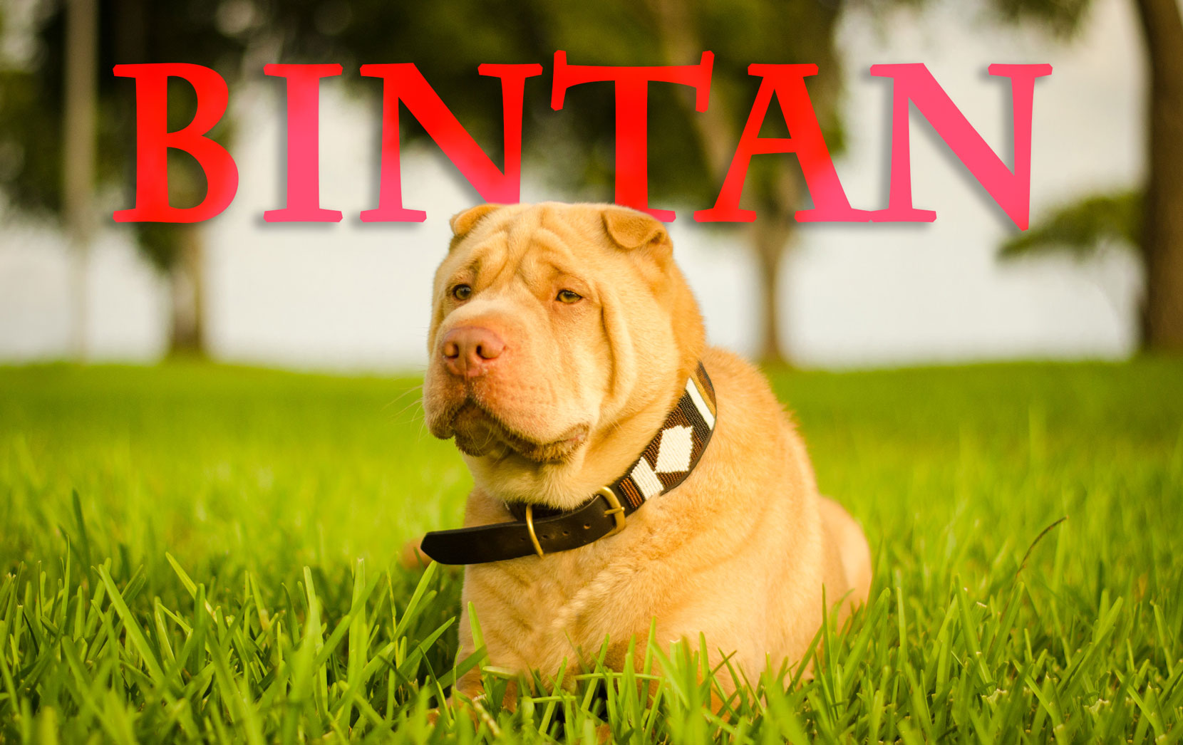 Bintan-Name-Web-6571.jpg