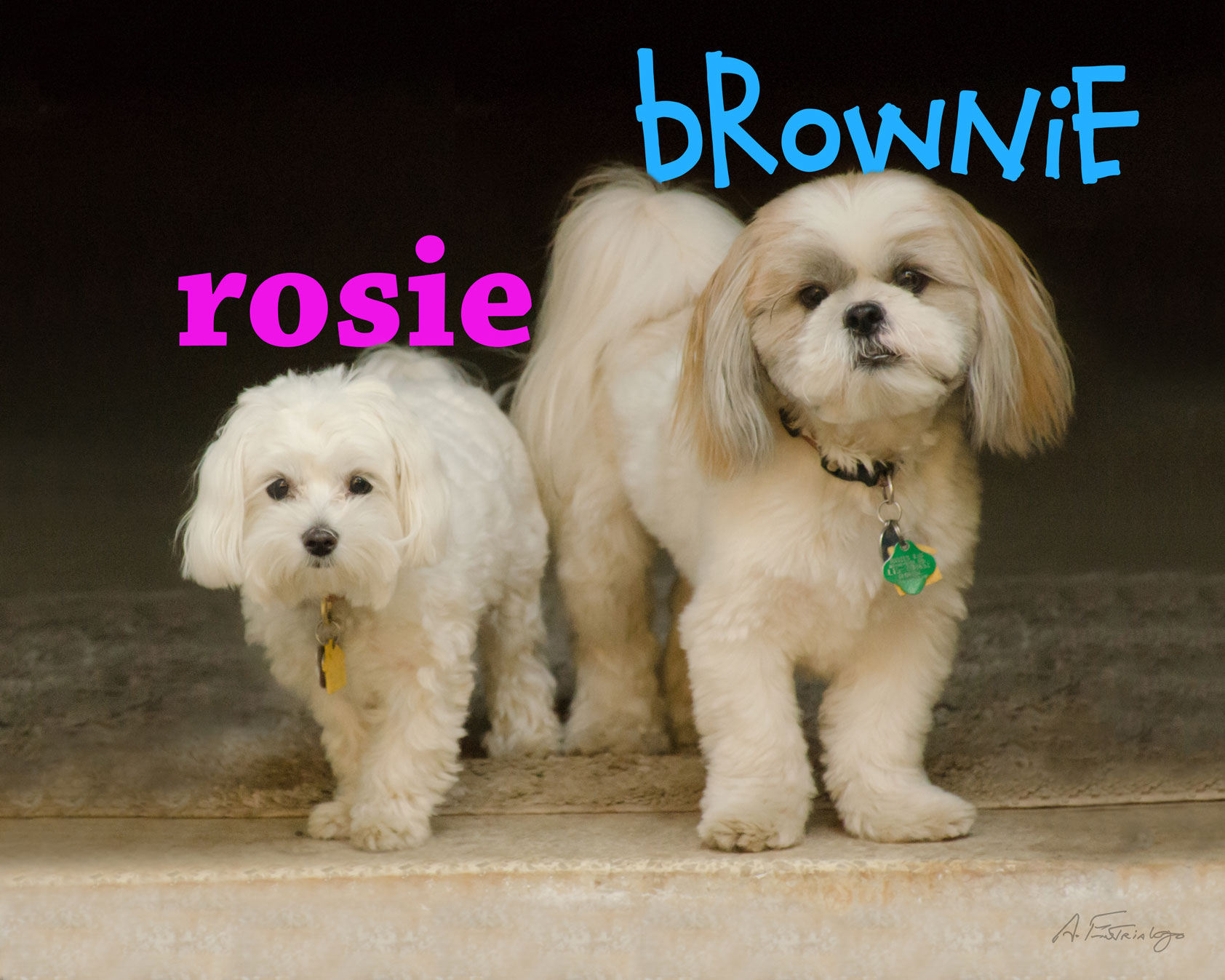 Brownie-Rosie-Name-Web-DSC_9394.jpg