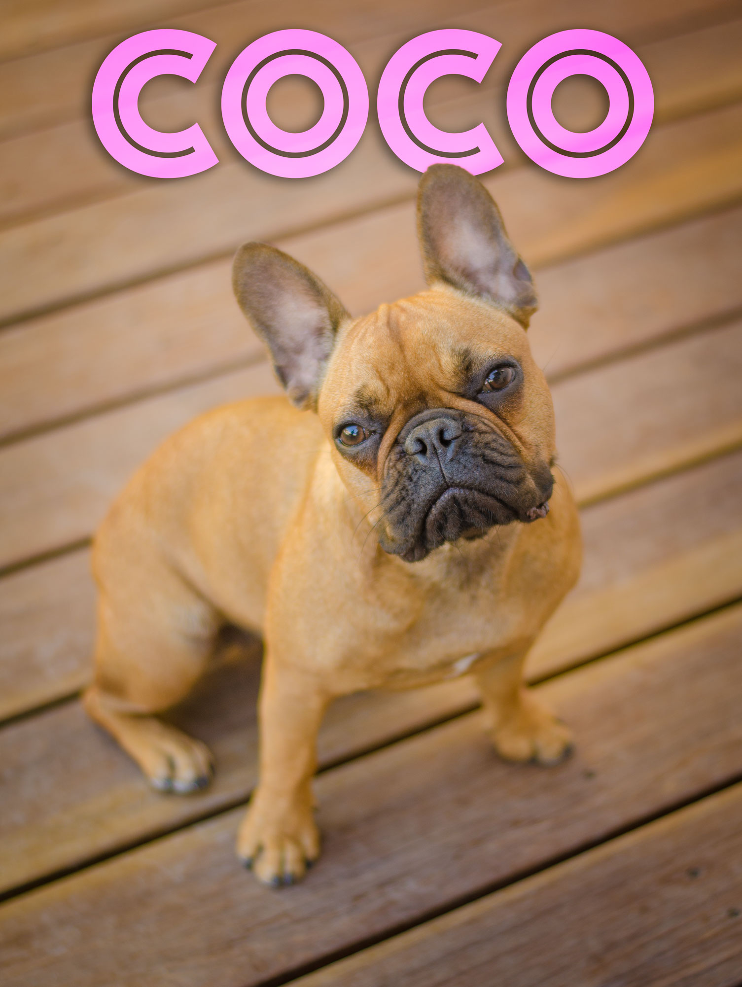 Coco-Web-Name-DSC_2713.jpg