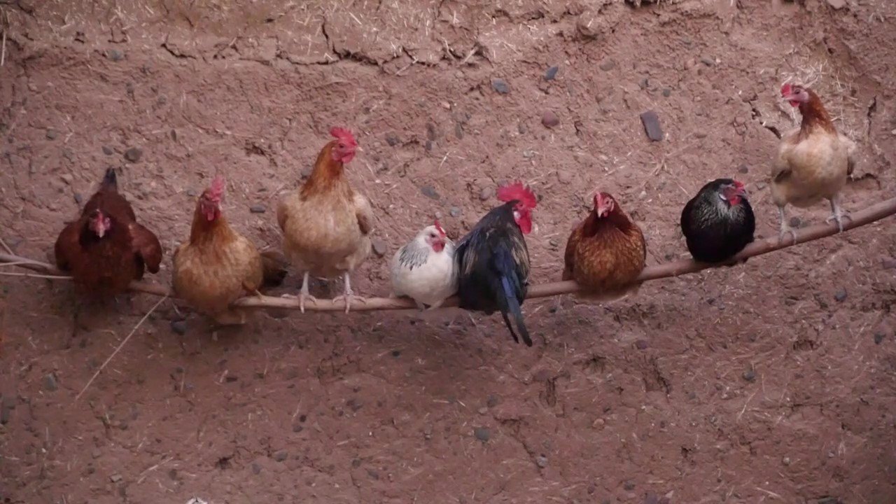 Chickens on a rope.jpg