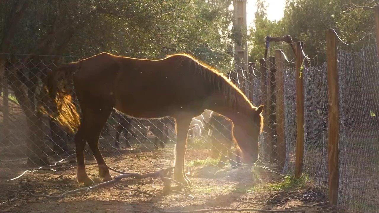 horse in sunlight.jpg