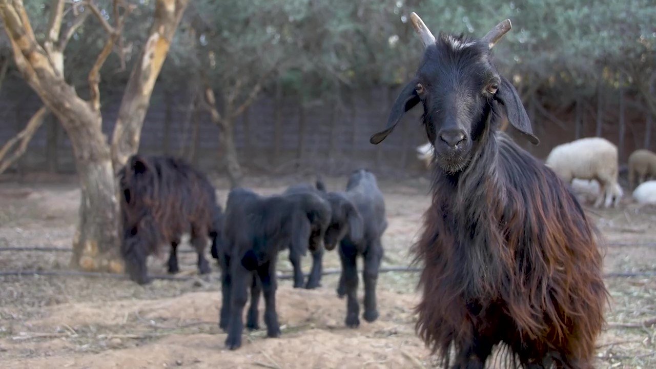 Black Goat Stare.jpg