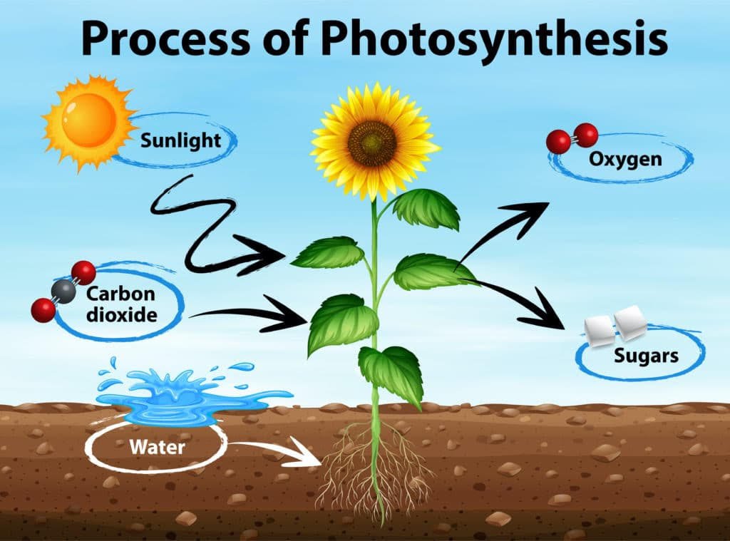 photosynthesis v.1.jpg