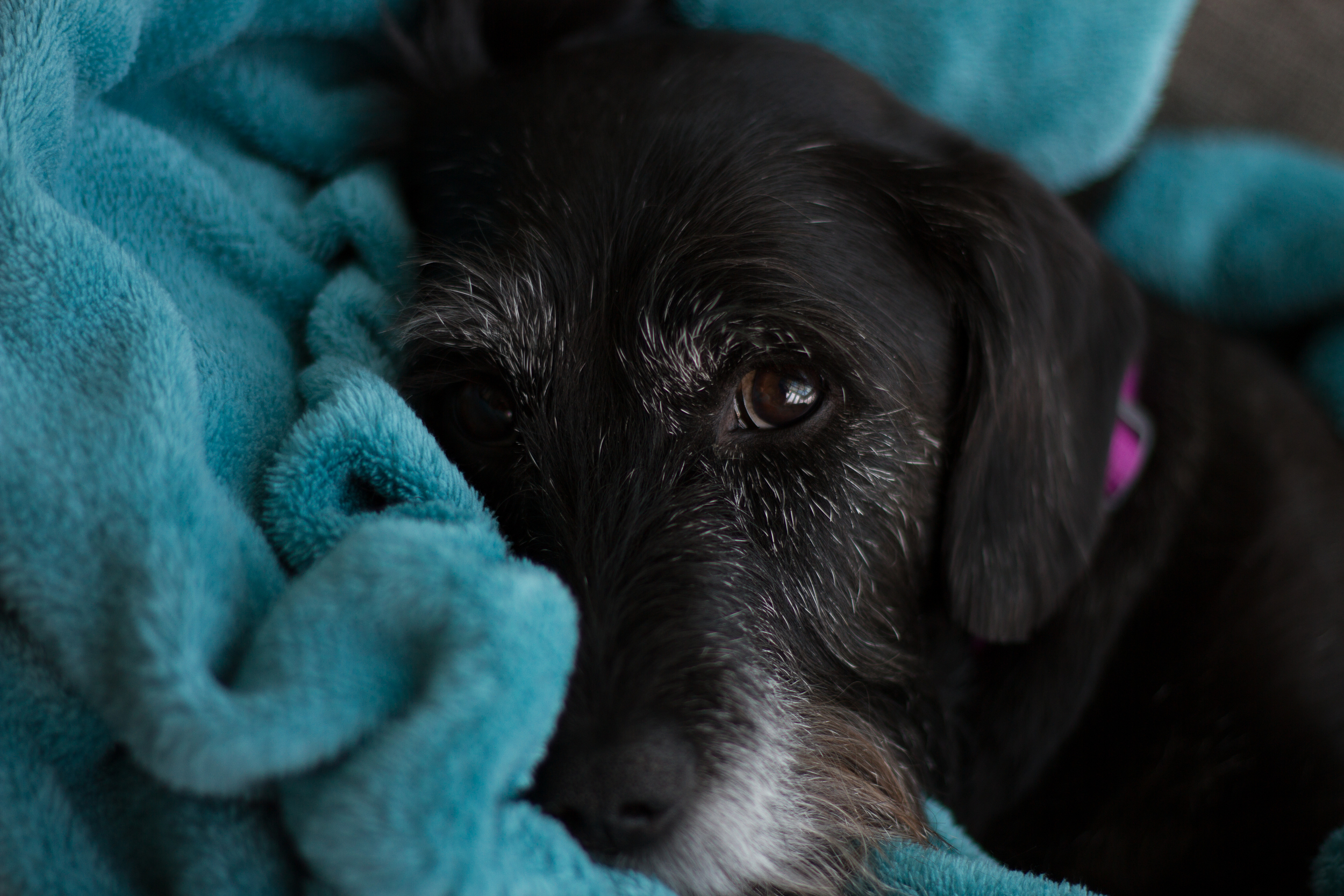 Animal Photography - Ruby Snuggled Up