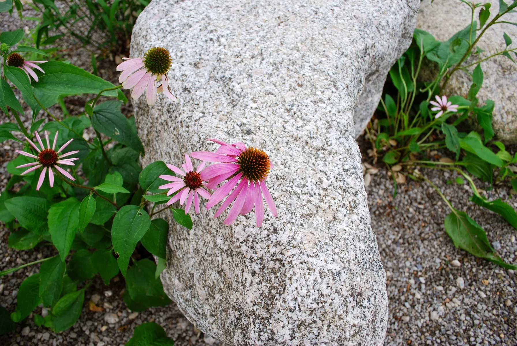 DSC_4878.JPG
