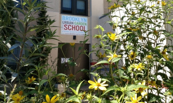 Admissions Bugs Brooklyn Urban Garden Charter School