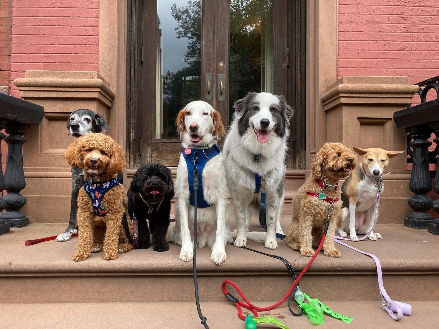 Summer by Doggie Nose Best &trade;️ featuring the best campers 🐶🐕🦮🐩🐕&zwj;🦺🐾🦴🌭 #gang #campgroup #dogs #doggienosebest #hottothetouch #dogsofnewyork #dogsofinstagram #doggie #dope #schoolisback #campers #counselors #cutedogs #womansbestfriend 