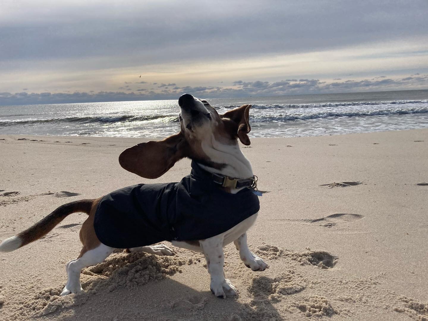 Baby it&rsquo;s cold 🥶 outside&hellip; nothing stops the DNB pack. #dogwalkingservices #womensbestfriend #dogsofinstagram #instadog #adoptdontshop #hamptonbeaches #southhamptonbeaches #cutedogsofinstagram #dogboarding #itsadogslife #lovemyjob #hampt