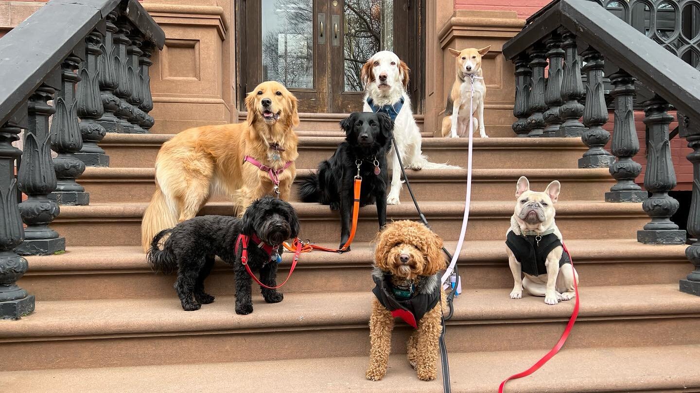 Caught up in all these lights &amp; cameras 📸 🚦💡💥🐕🦮🐩🐕&zwj;🦺🐾🦴🌭 #doggienosebest #dogs #lovemyjob #womansbestfriend #blessedwiththebest #hottothetouch #dogsofnyc #dogs #pups #dogsofnewyork #dogoftheday #dogsofinstagram #homies #dogfriends #