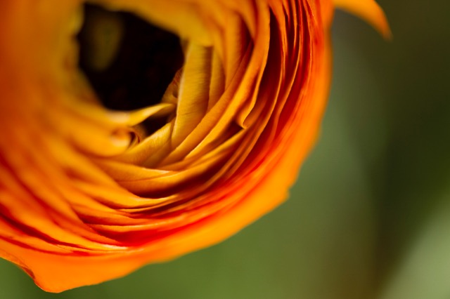 2013anemonae34web.jpeg
