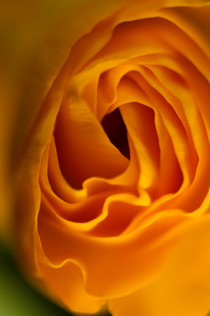 2013anemonae51.jpeg