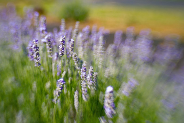2013lavender-25-2.jpeg