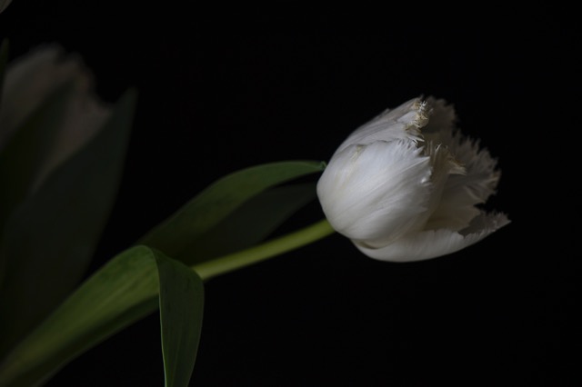 20140217Tulips03.jpeg